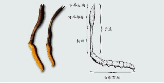 信邦專利：蝙蝠蛾被毛孢食用菌制備方法